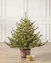 Potted Baby Sanibel Spruce by Balsam Hill SSC