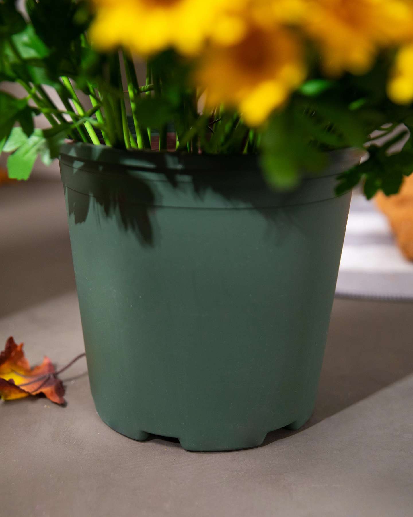 Balsam Hill Gold Outdoor Sunset Mums Potted Artificial Fall Foliage Closeup of Pot