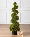 Outdoor Spiral Cypress Topiary by Balsam Hill SSC