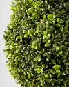 Outdoor Boxwood Topiary by Balsam Hill Detail