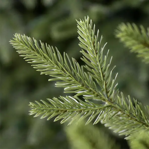 Traumbaum finden