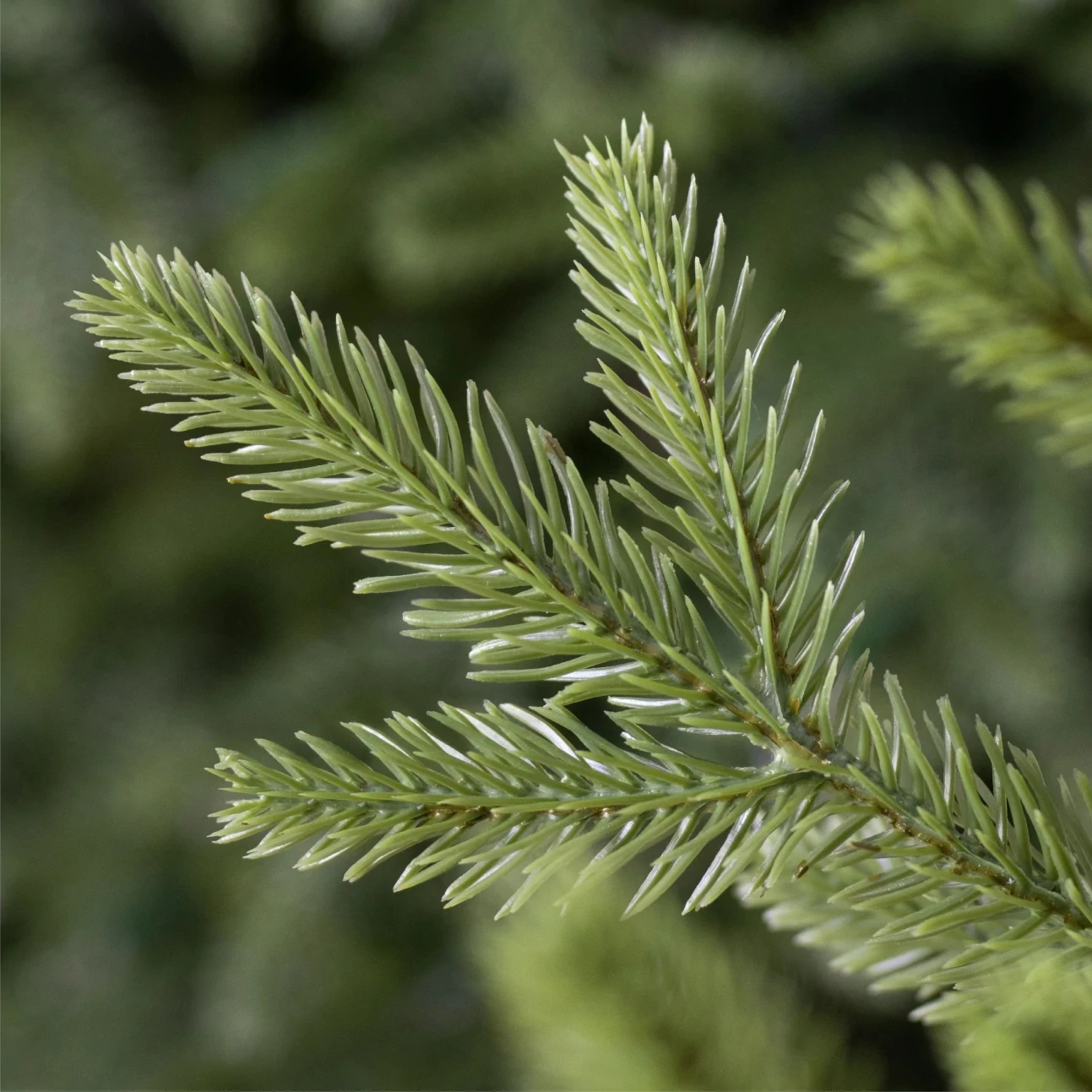 Trouvez votre sapin idéal