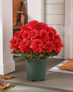 Outdoor Crimson Vibrant Dahlias Pot Filler Outdoor Crimson Vibrant Dahlias Pot Filler