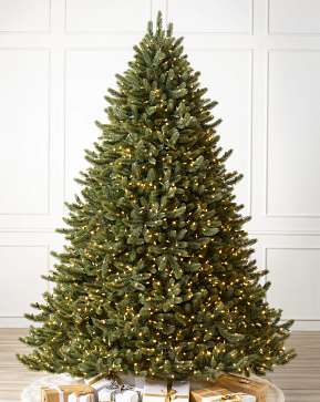 Vermont White Spruce Wide Vermont White Spruce Wide