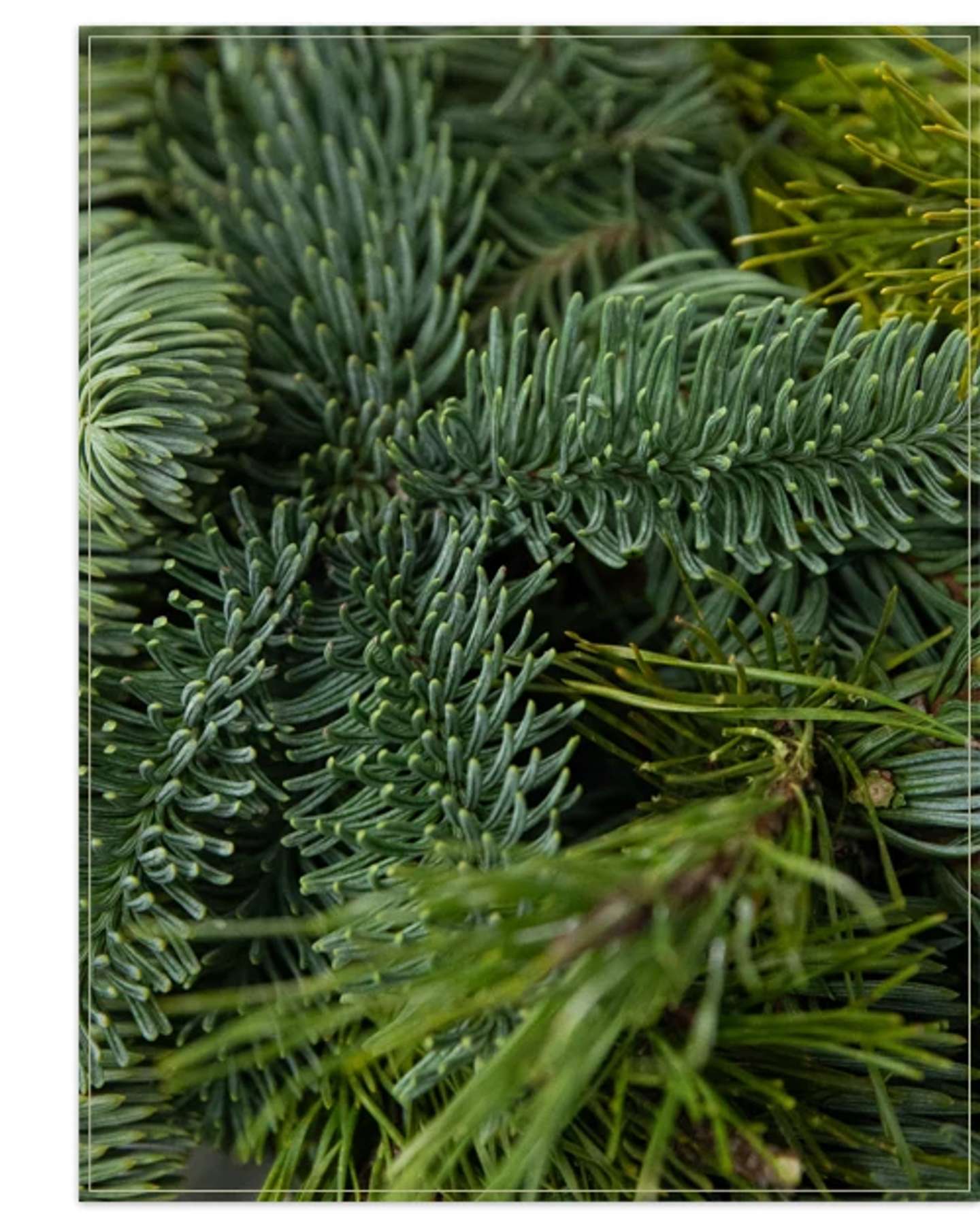 Balsam Hill Fresh Noble Fir Woodland Christmas Foliage Product Display
