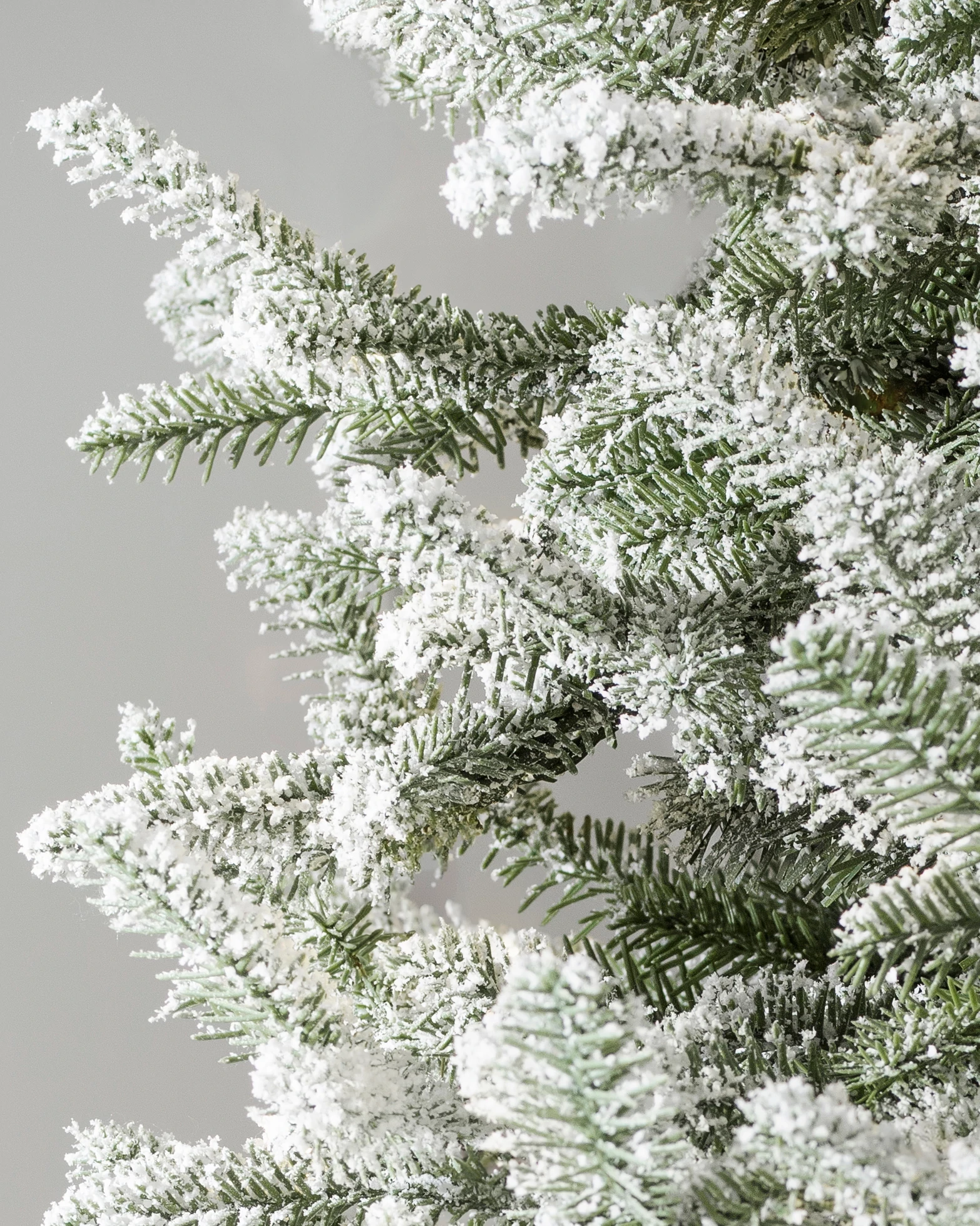 Frosted BH Balsam Fir