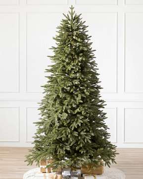 Stratford Spruce Stratford Spruce