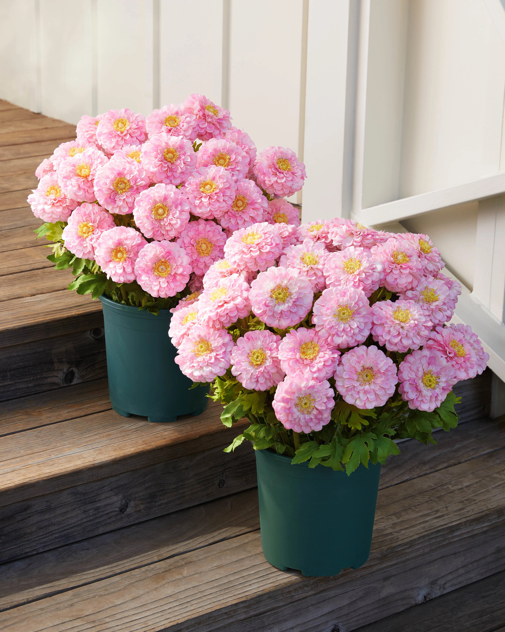 Outdoor Pink Sweet Zinnia Pot Filler