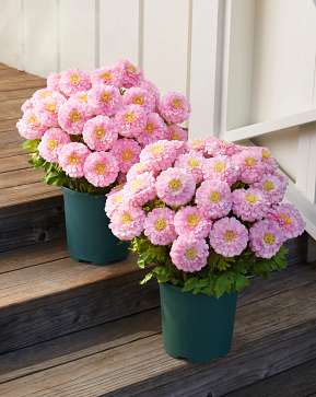 Outdoor Pink Sweet Zinnia Pot Filler Outdoor Pink Sweet Zinnia Pot Filler