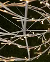 6ft Outdoor LED Spiral Birch Tree by Balsam Hill Closeup 20