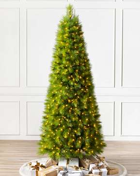Monterey Pine Slim Monterey Pine Slim