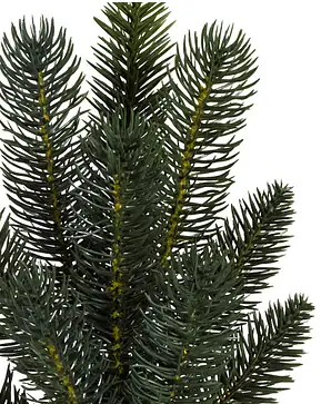 Aspen Estate Fir Aspen Estate Fir
