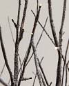 Snowy Branch LED Tree Grove by Balsam Hill Closeup 20