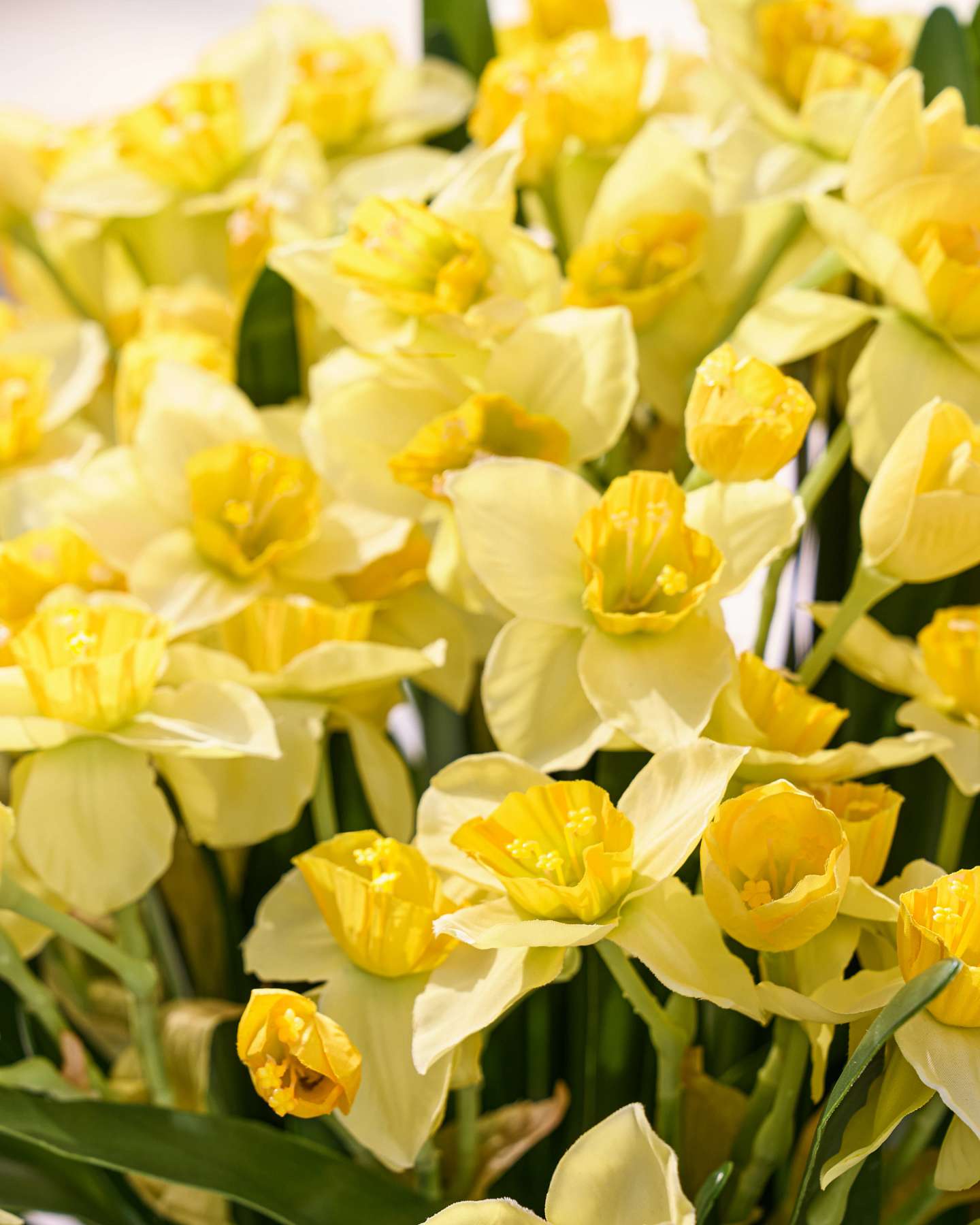 Golden Daffodil Foliage Pot Filler Set of 2 by Balsam Hill Closeup 20