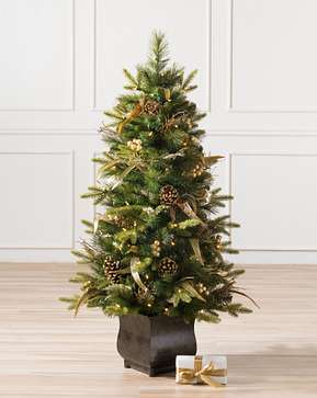 Coloma Golden Pine Potted Tree Coloma Golden Pine Potted Tree