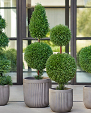 collection of artificial topiaries on a porch