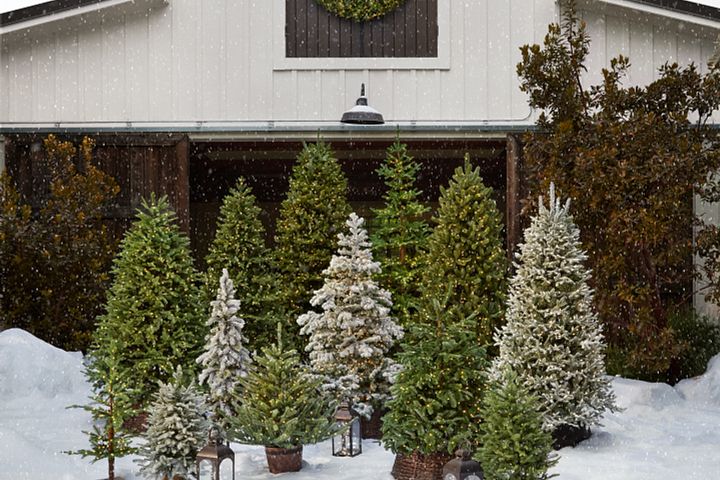 Different types of Christmas trees