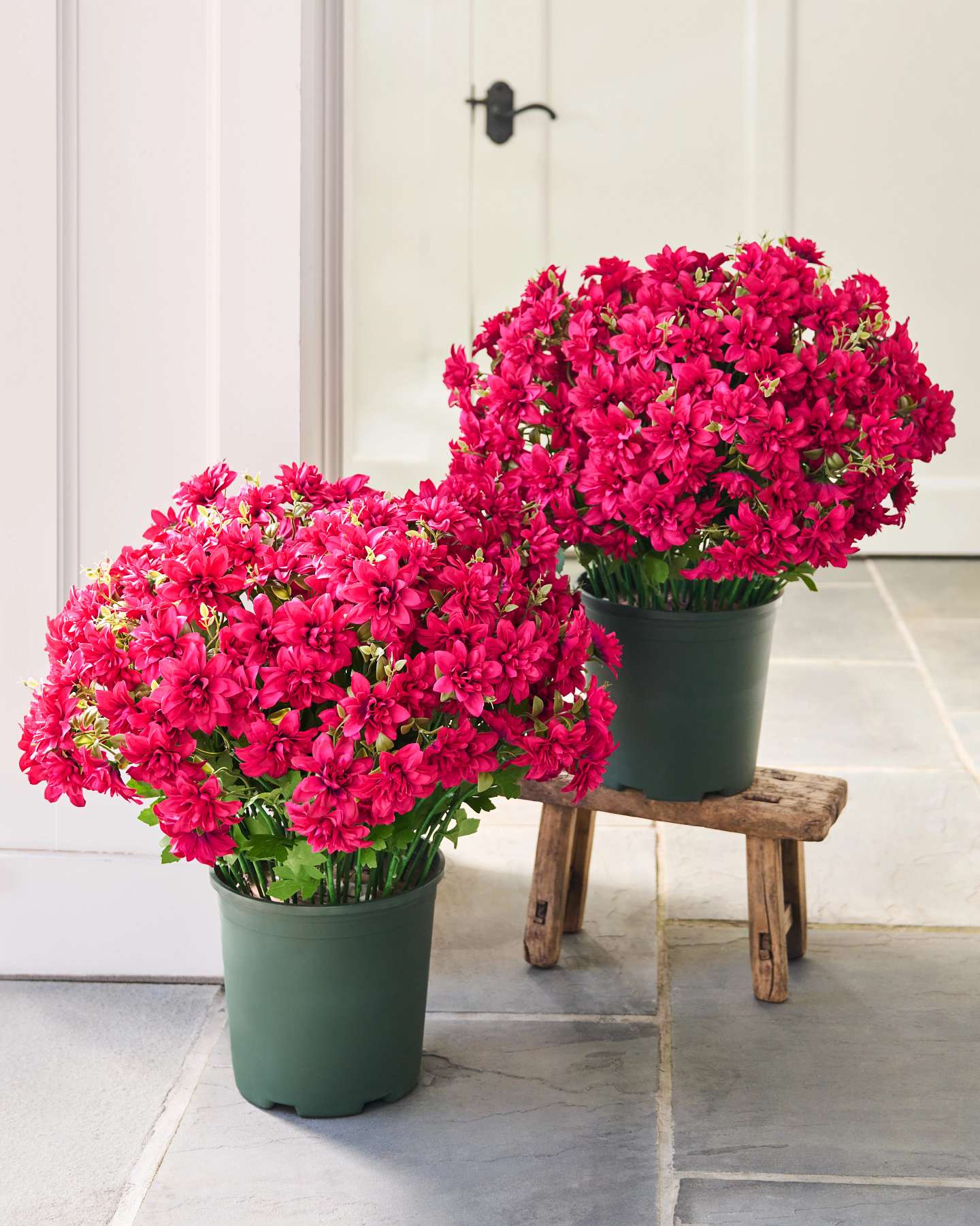 Balsam Hill Magenta Outdoor Dahlia Delight Artificial Spring Foliage on White Background