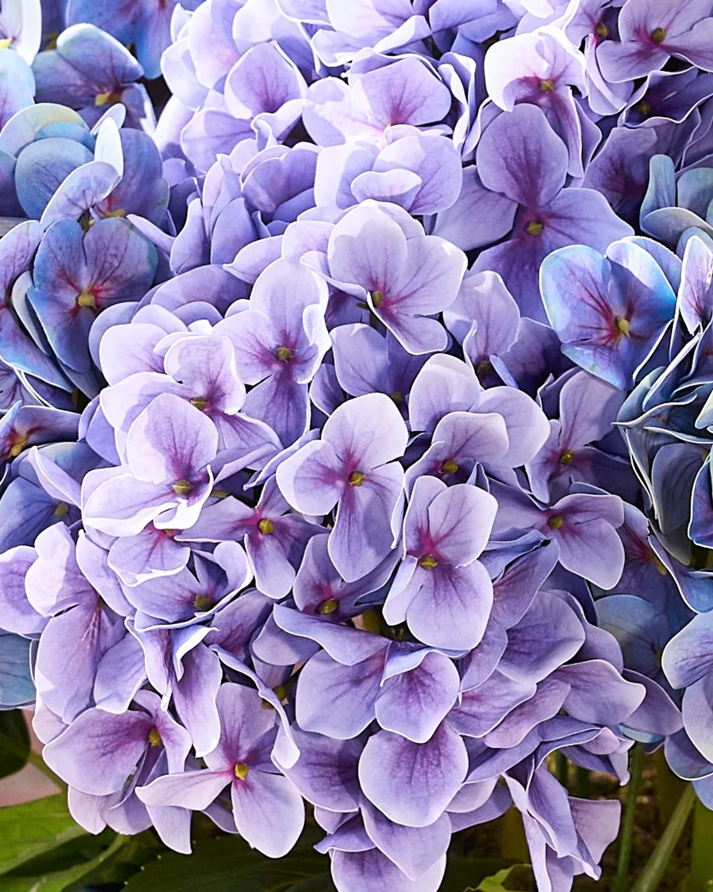 Balsam Hill Outdoor Hydrangea Artificial Spring Foliage Purple Closeup