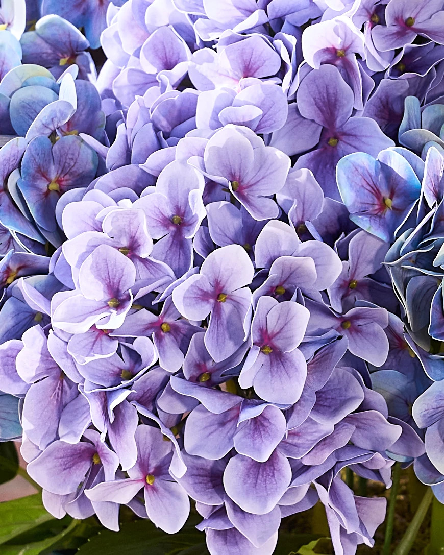 FLR-2411007_Outdoor-Hydrangea-