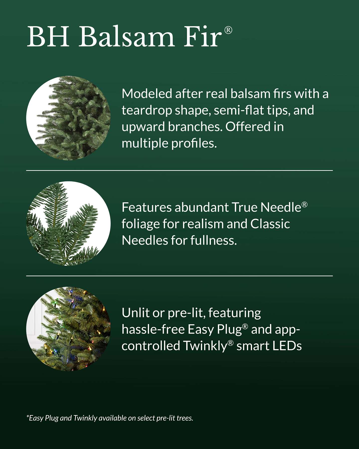 BH Balsam Fir