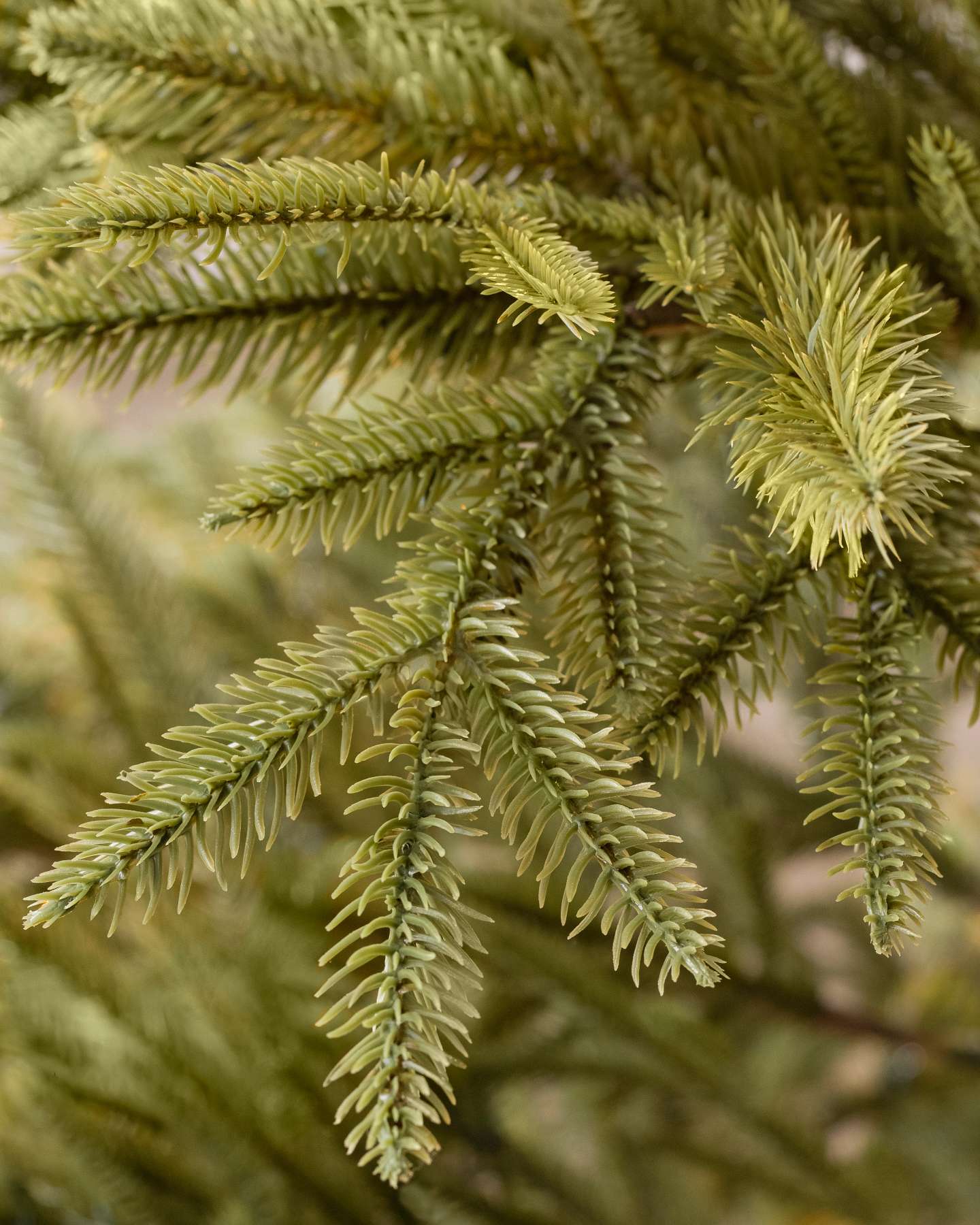 Balsam Hill Calistoga Ornament Tree Product Detail