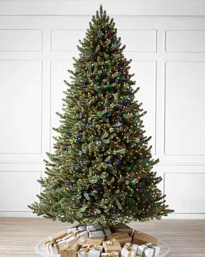 Vermont White Spruce Vermont White Spruce
