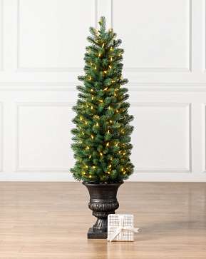 Sonoma Slim® Potted Pencil Tree Sonoma Slim® Potted Pencil Tree