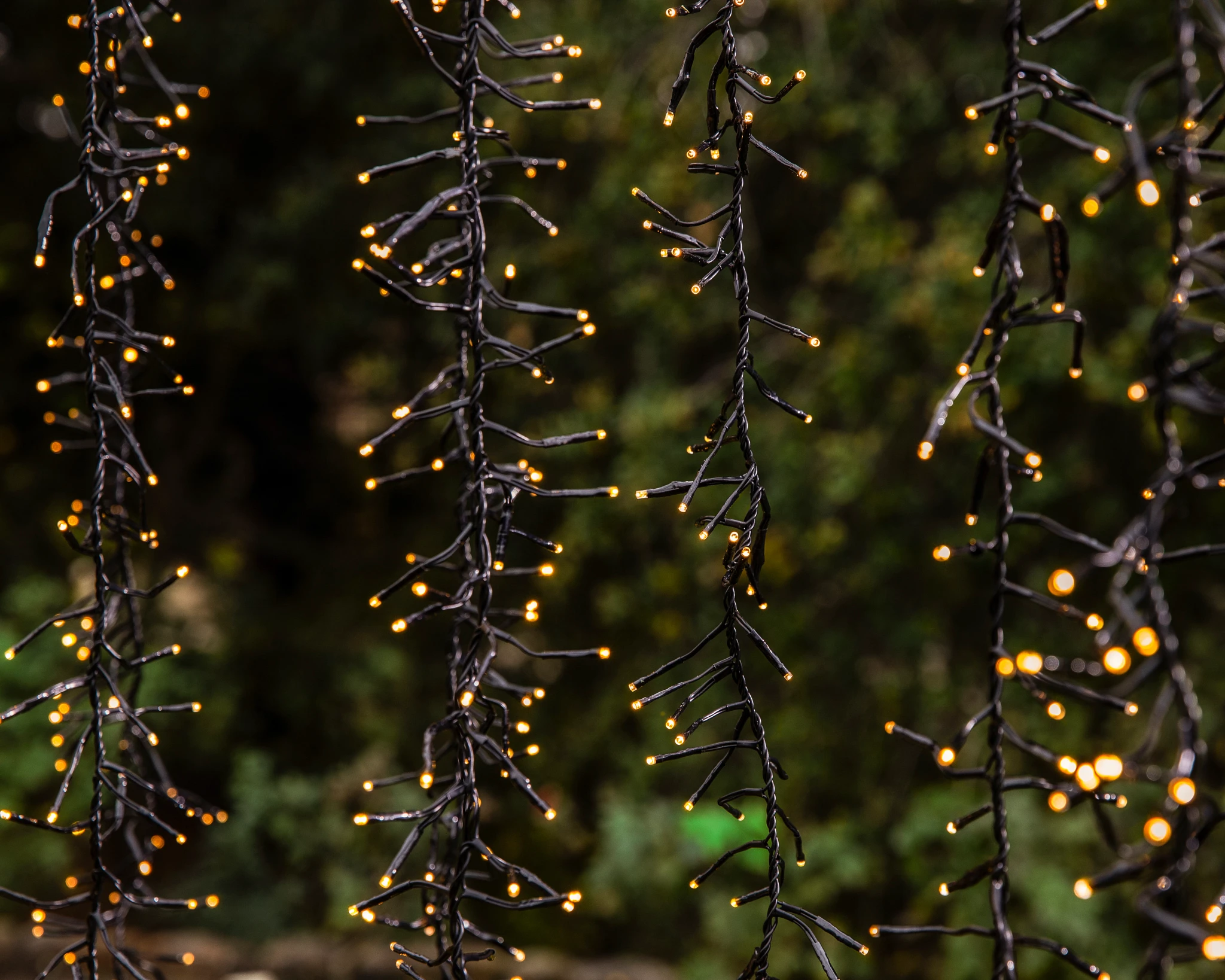 Closeup of cascading LED Christmas lights hanging from a tree