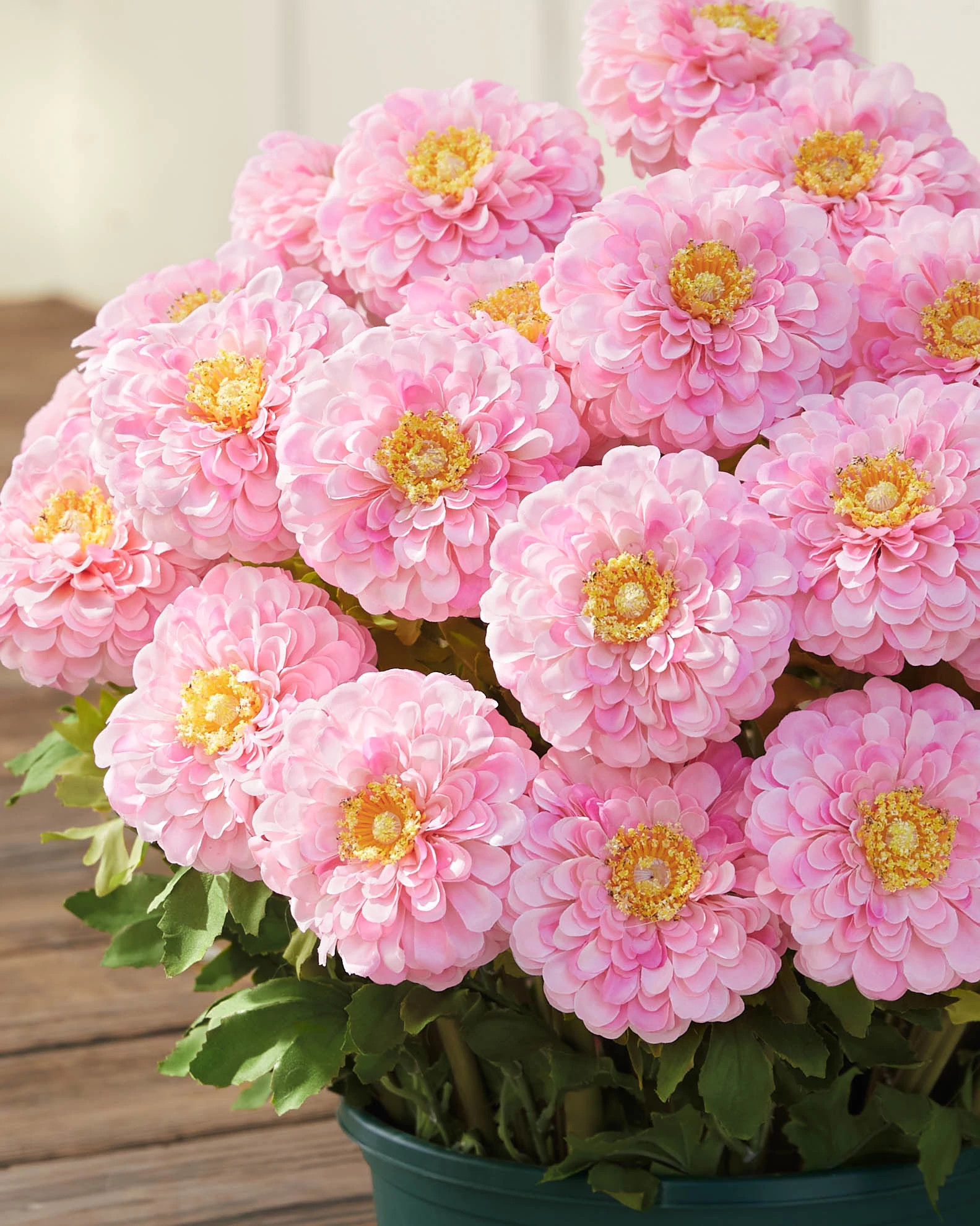 Outdoor Sweet Zinnia Pot Fillers | Balsam Hill