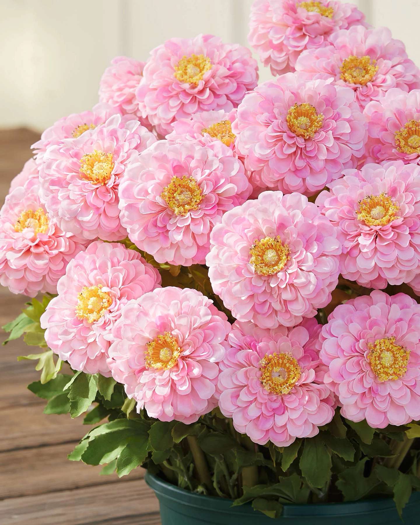 Balsam Hill Pink Outdoor Sweet Zinnia Artificial Spring Artificial Spring Foliage Showcase