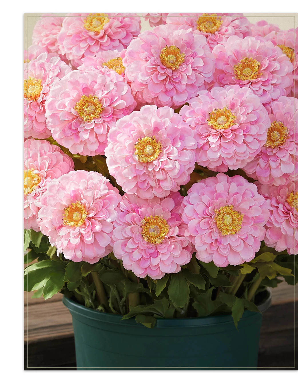 Outdoor Sweet Zinnia Pot Fillers | Balsam Hill