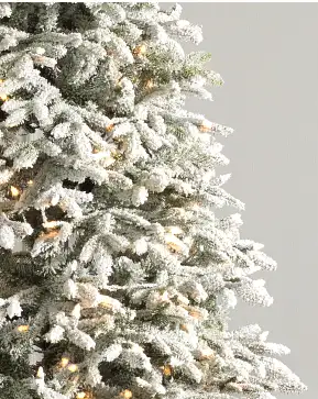 Frosted Fraser Fir Frosted Fraser Fir