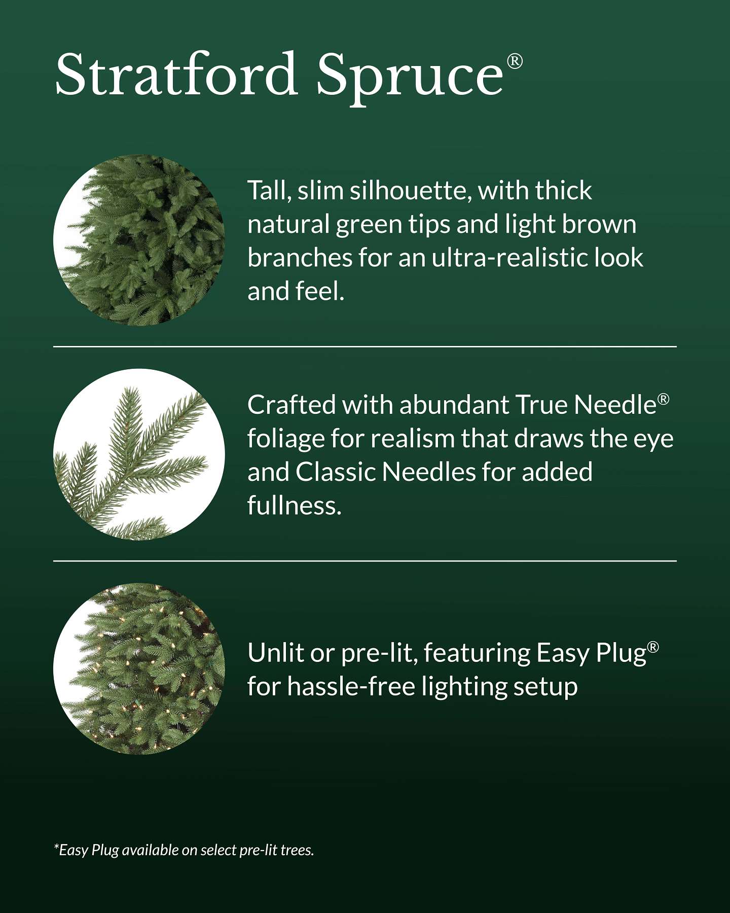 Stratford Spruce