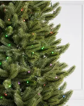 Vermont White Spruce Narrow Vermont White Spruce Narrow