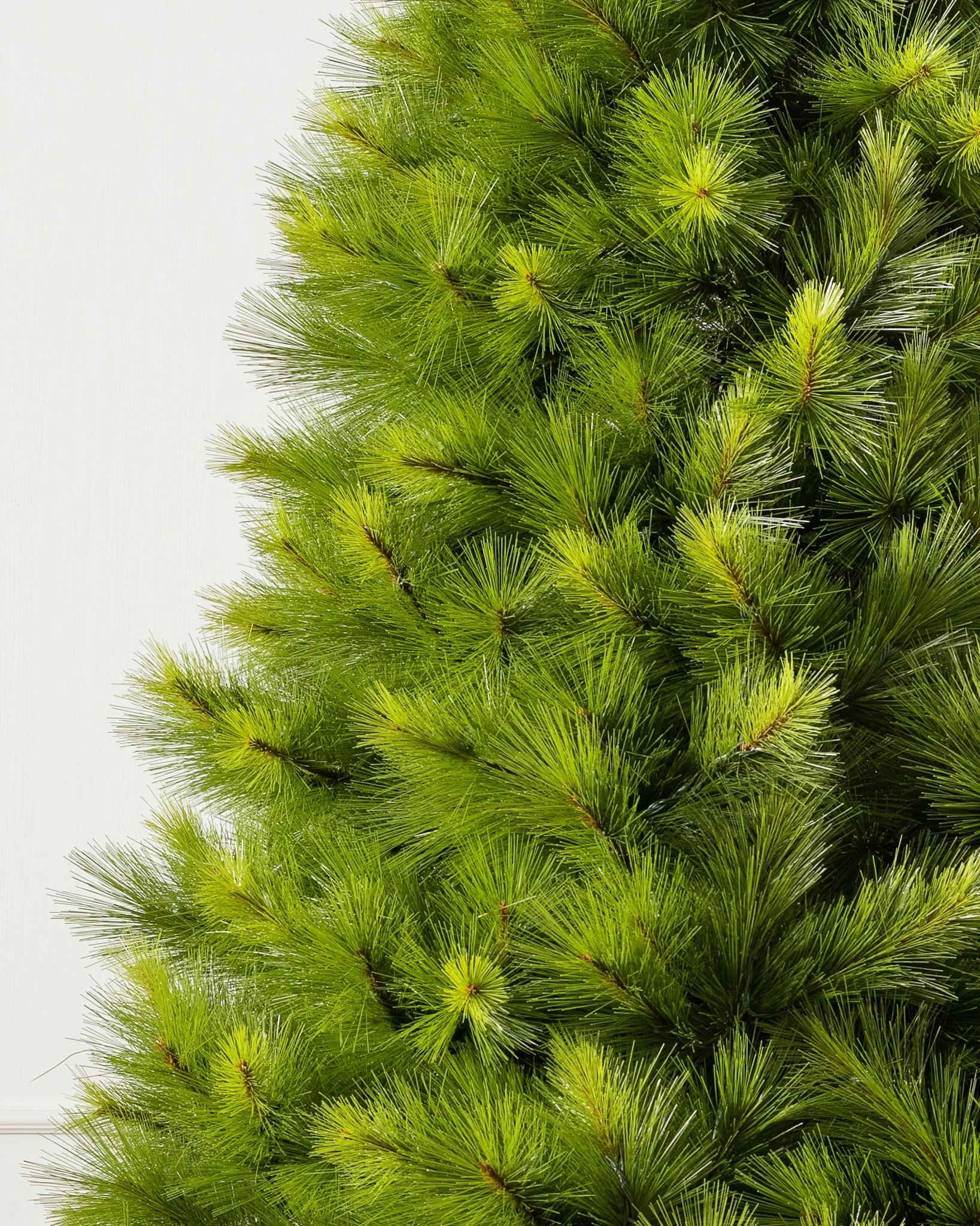 Monterey Pine