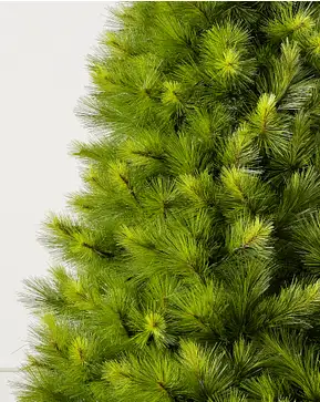 Monterey Pine Monterey Pine