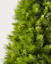 Monterey Pine by Balsam Hill Closeup