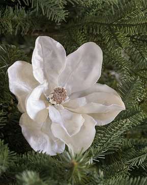 Magnolia Picks Magnolia Picks