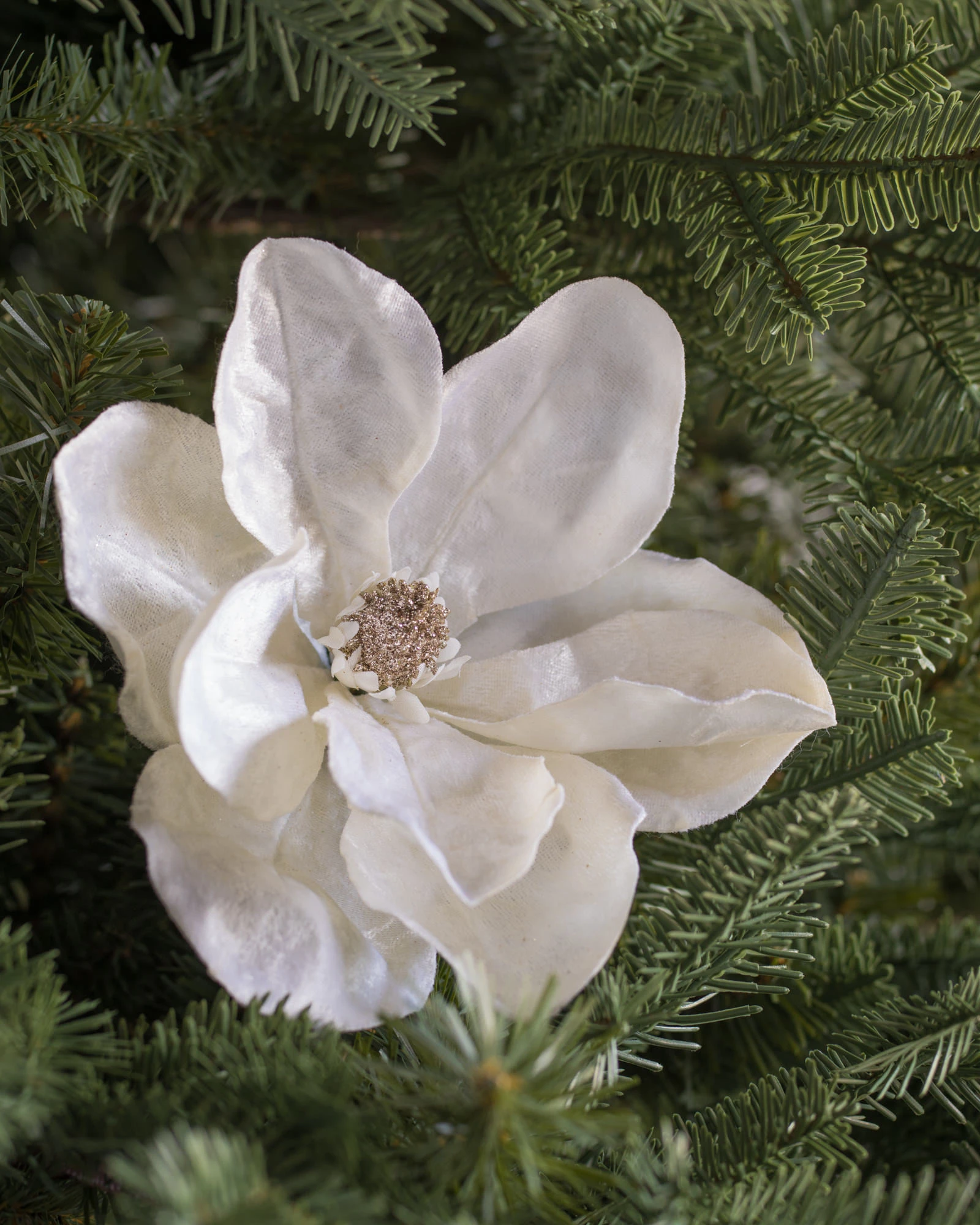 Weihnachtsbaumzweige – Magnolienzweige