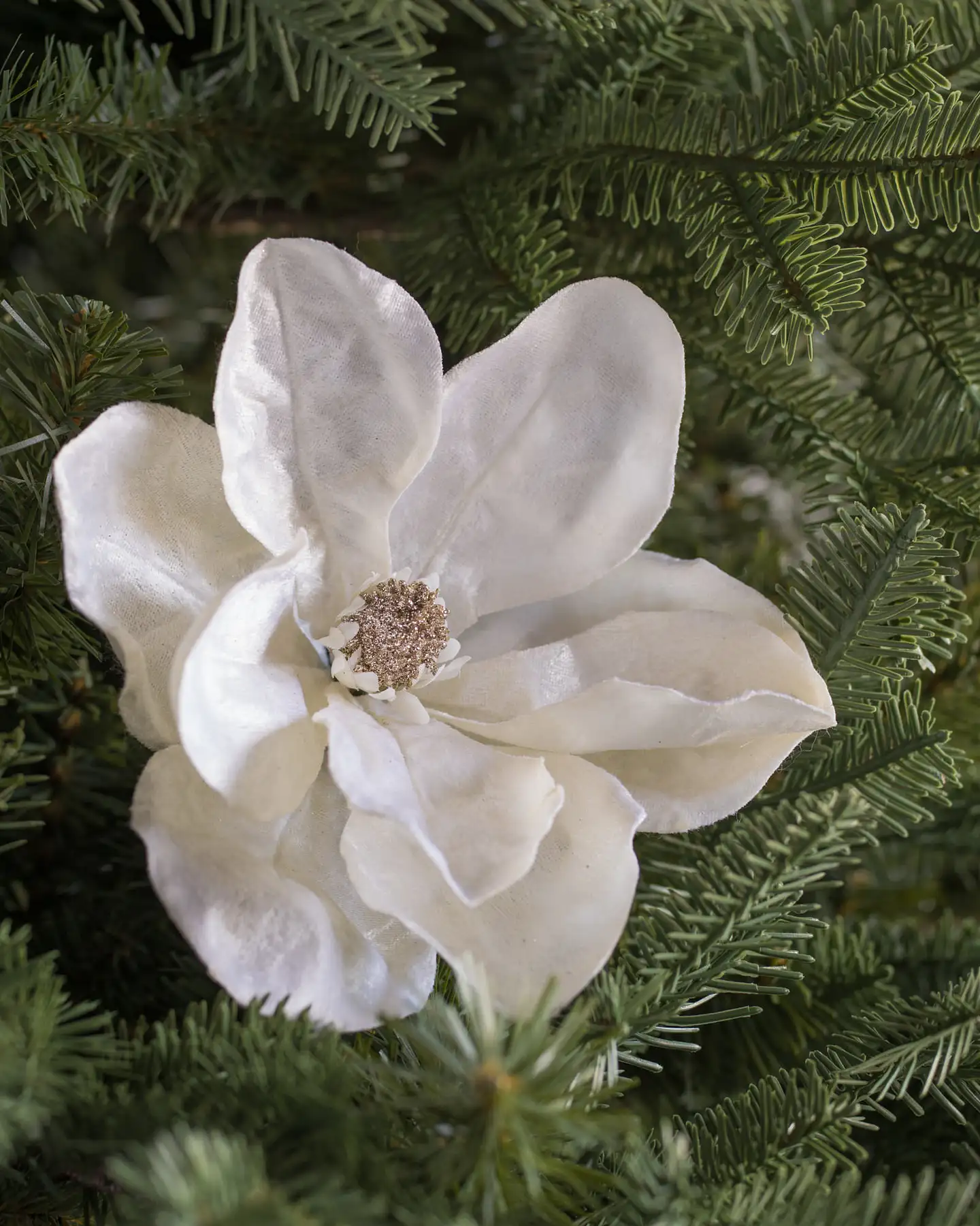 Weihnachtsbaumzweige – Magnolienzweige