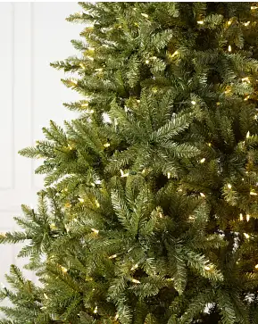 Vancouver Spruce Vancouver Spruce