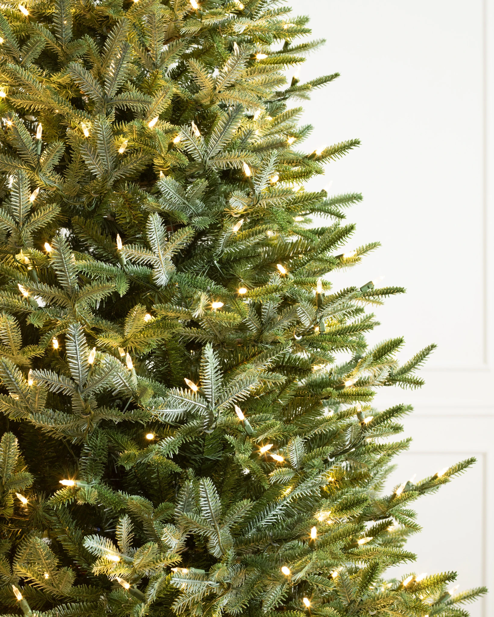European Silver Fir