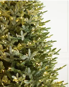 European Silver Fir European Silver Fir
