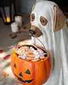 Outdoor Life Size Ghost Dog Candy Bowl by Balsam Hill Closeup 10