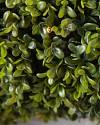 Outdoor Boxwood Wreath by Balsam Hill