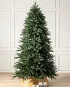 Mariana Spruce by Balsam Hill SSC 10