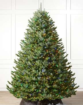 BH Fraser Fir Wide BH Fraser Fir Wide