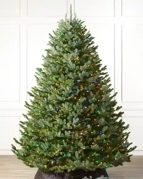 BH Fraser Fir Wide Color+Clear LED SSC by Balsam Hill