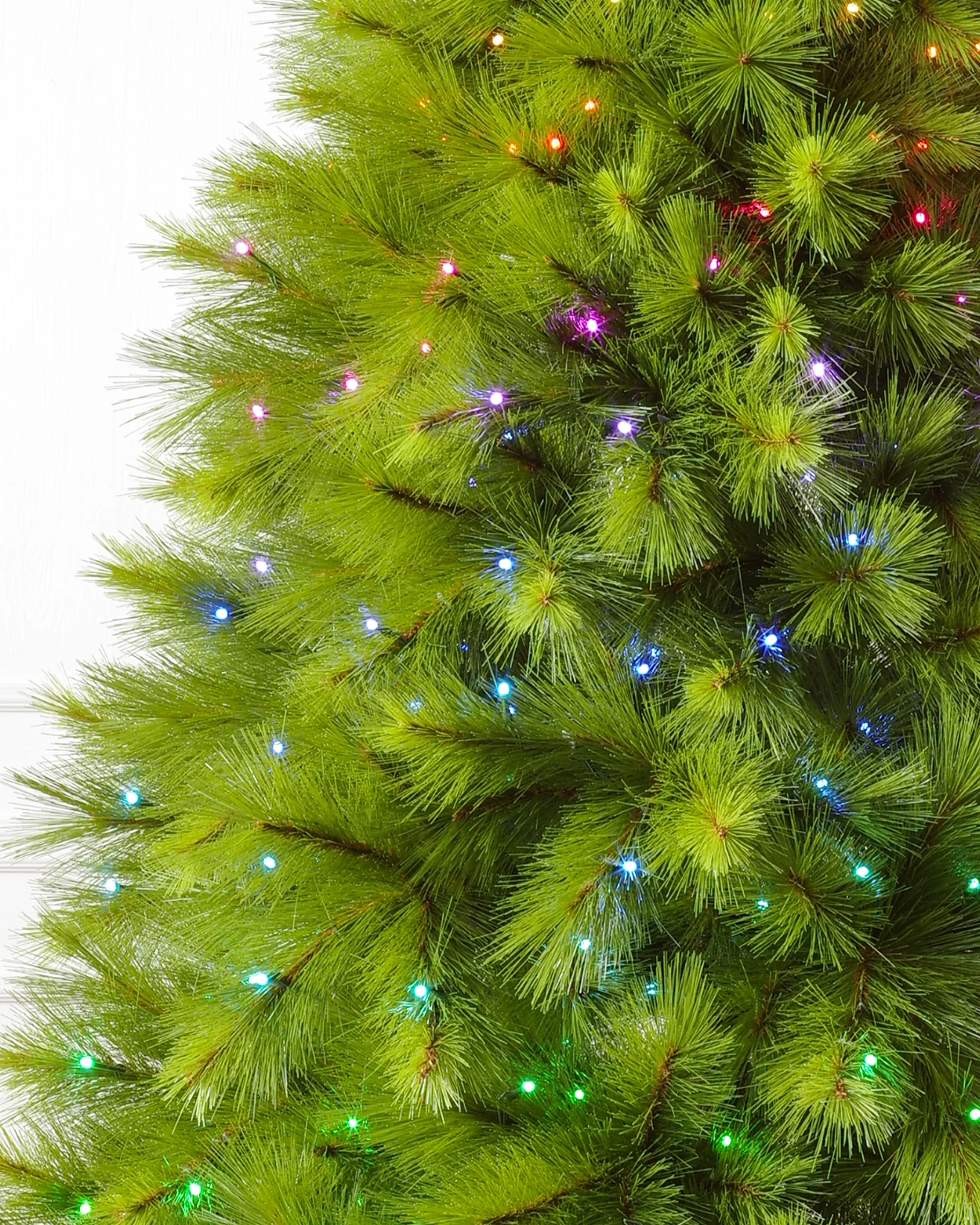 Monterey Pine